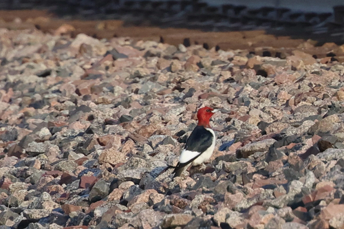 Red-headed Woodpecker