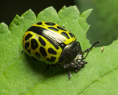 Calligrapha multiplagata
