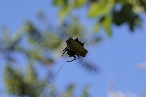 Spinybacked Orbweaver