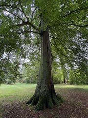 (c) James, some rights reserved (CC BY) European beech