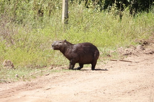 Capybara