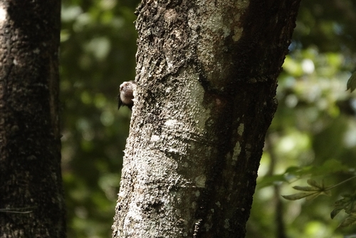 Black-tufted-ear Marmoset