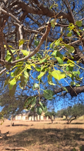 marula