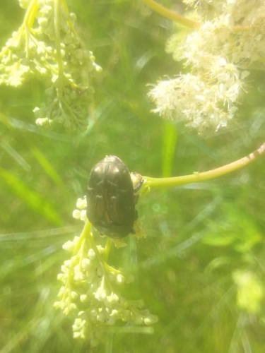 Copper Chafer