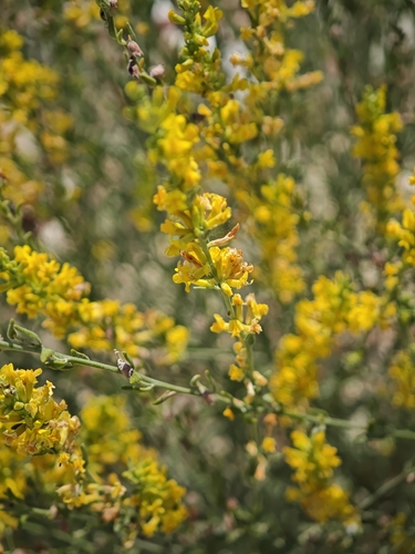 Anthyllis cytisoides