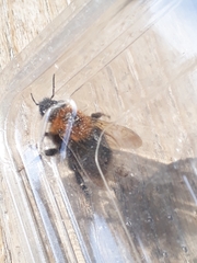 Bombus hypnorum