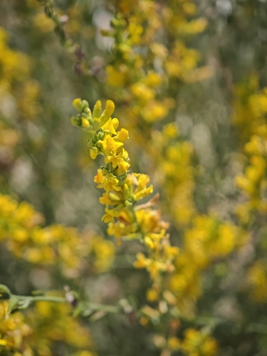 Anthyllis cytisoides, photograph 2