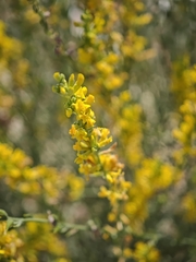 Anthyllis cytisoides, photograph (c) Daniel Heras González, some rights reserved (CC BY)