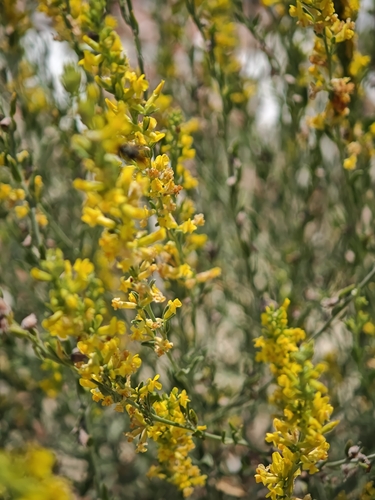 Anthyllis cytisoides, photograph 3