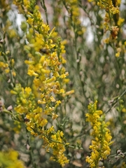 Anthyllis cytisoides, photograph (c) Daniel Heras González, some rights reserved (CC BY)