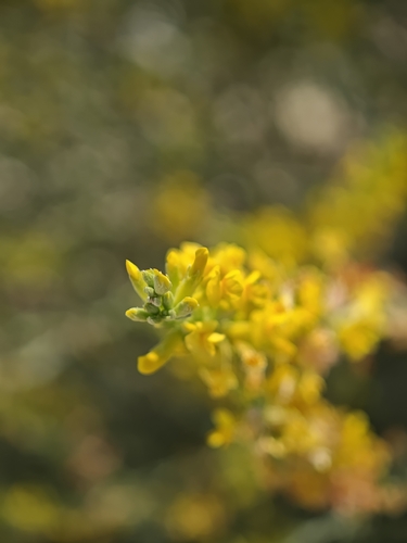 Anthyllis cytisoides, photograph 4