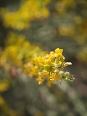 Anthyllis cytisoides, photograph (c) Daniel Heras González, some rights reserved (CC BY)