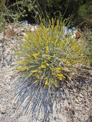 Anthyllis cytisoides, photograph 6