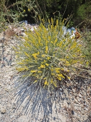 Anthyllis cytisoides, photograph (c) Daniel Heras González, some rights reserved (CC BY)