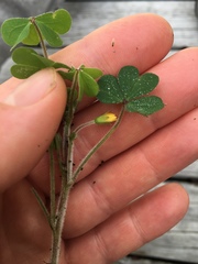 Oxalis chnoodes