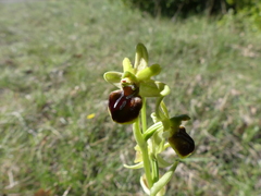 Ophrys sphegodes sphegodes