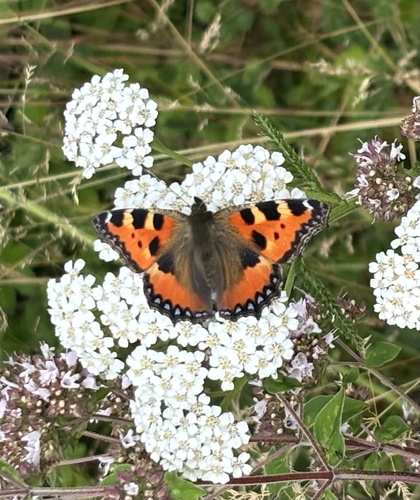 Small Tortoiseshell