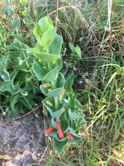 Penstemon murrayanus