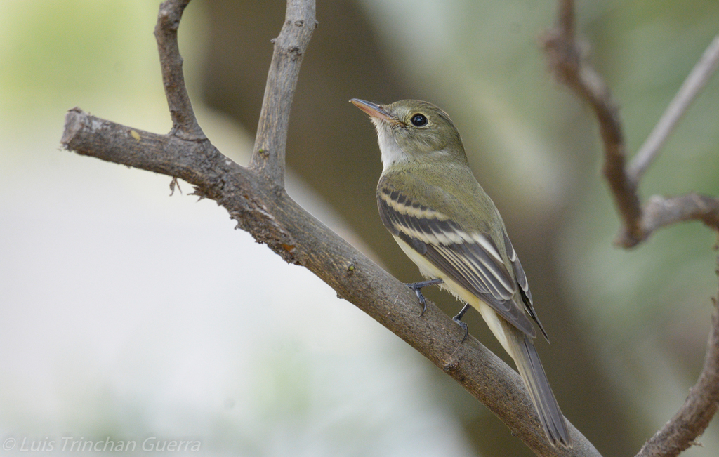Acadian Flycatcher