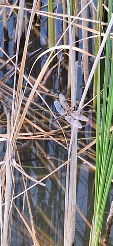 Four-spotted Skimmer