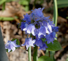 Hyacinthoides hispanica