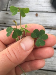 Oxalis chnoodes