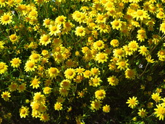 Lasthenia gracilis
