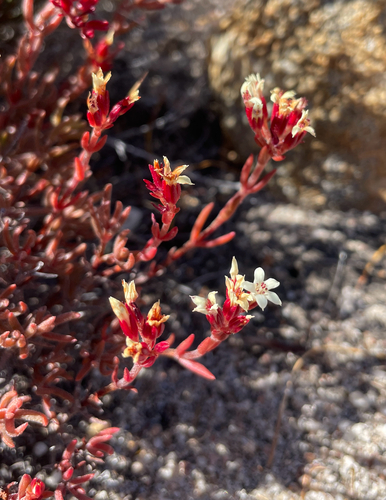 Crassula pustulata