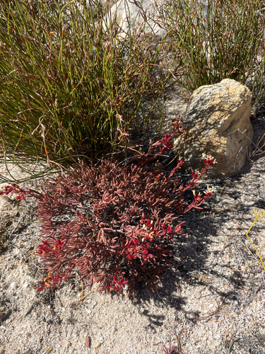 Crassula pustulata