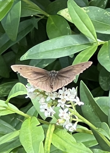 Meadow Brown