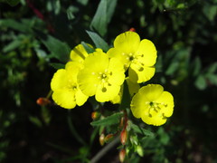 Camissoniopsis bistorta
