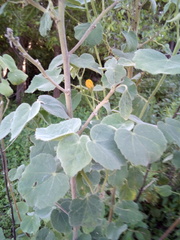 Allowissadula holosericea