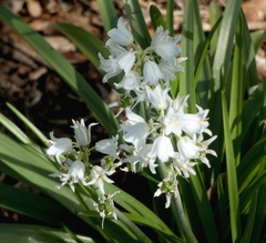 Hyacinthoides × massartiana