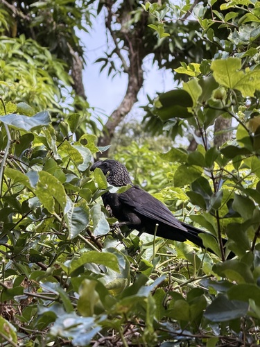 Smooth-billed Ani