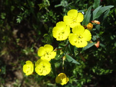Camissoniopsis bistorta