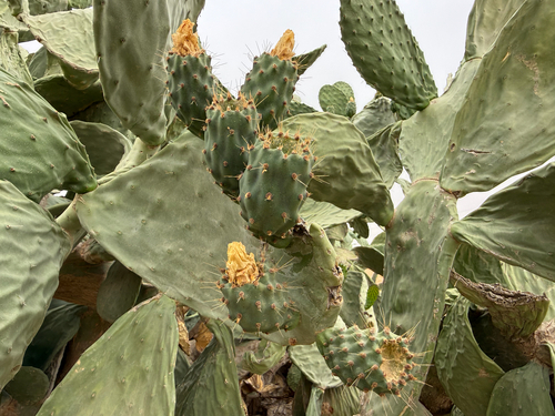 Indian fig opuntia