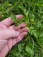 Geum vernum