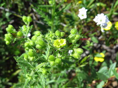 Emmenanthe penduliflora penduliflora