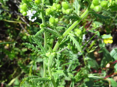 Emmenanthe penduliflora penduliflora