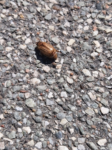 Summer Chafer