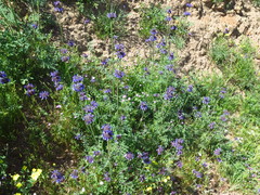 Salvia columbariae