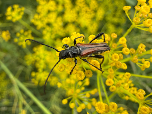 Stenopterus ater