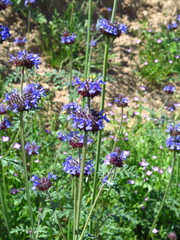 Salvia columbariae