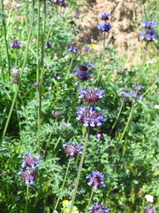 Salvia columbariae