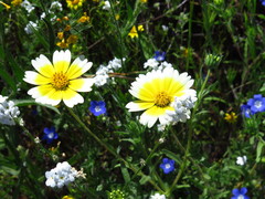 Layia platyglossa