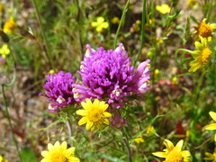 Castilleja exserta