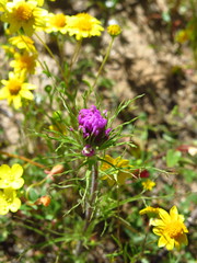 Castilleja exserta