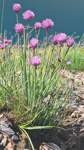 Chives