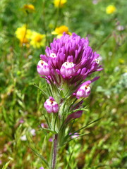 Castilleja exserta