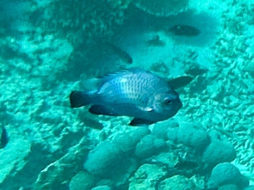Three-spot Dascyllus (Dascyllus trimaculatus)